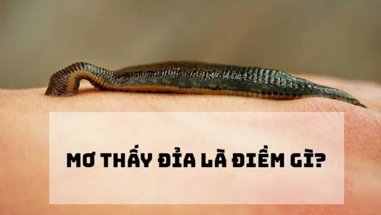 Con đỉa