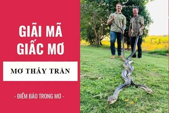 Con Trăn
