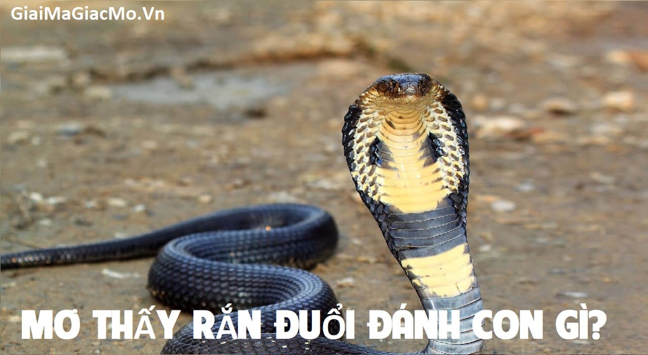 Mo Thay Ran Duoi